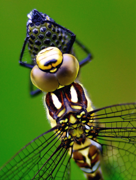 faune 31_07_09n05.jpg - .
